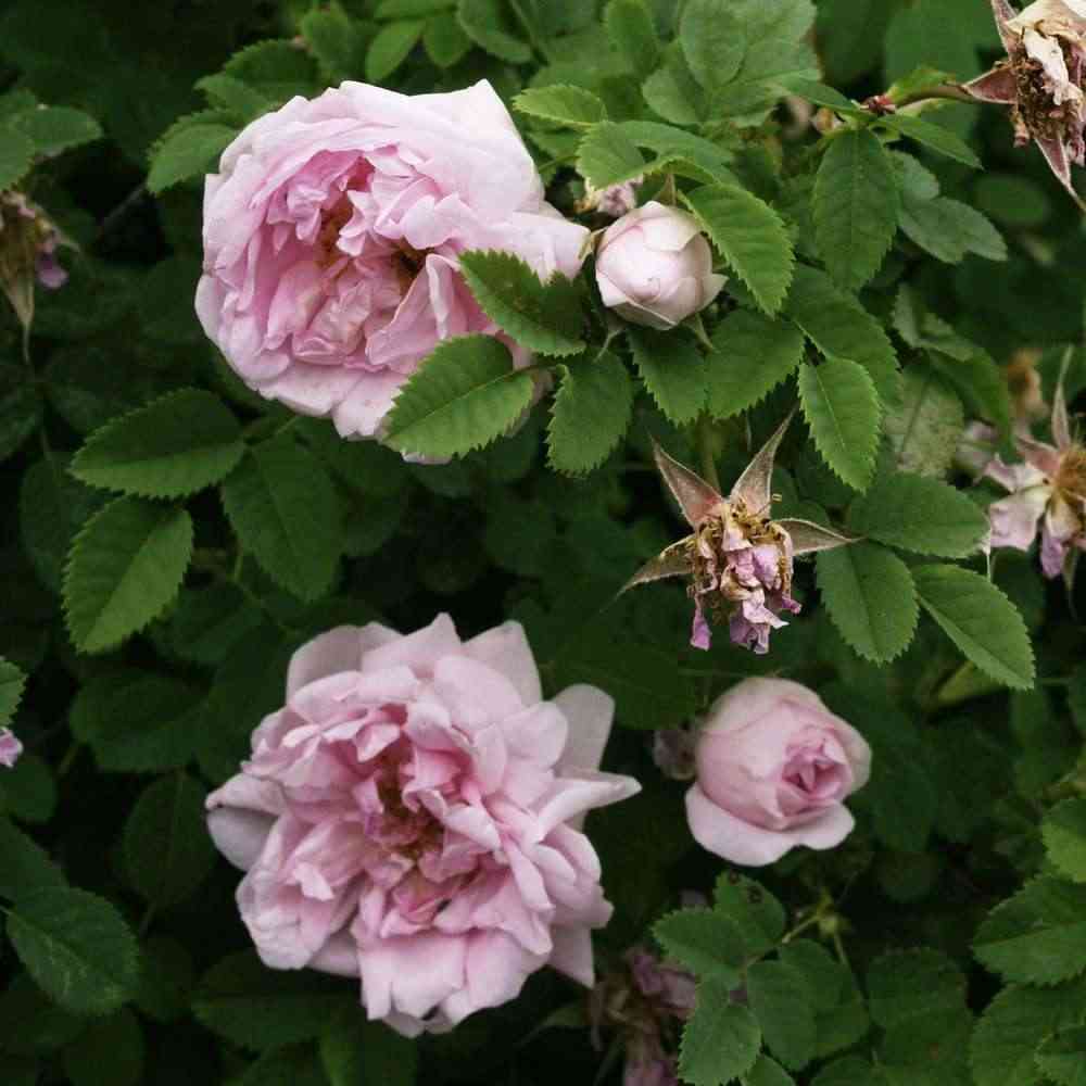 Minette-lajike.